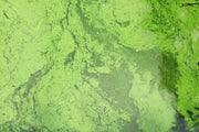 blue green algae