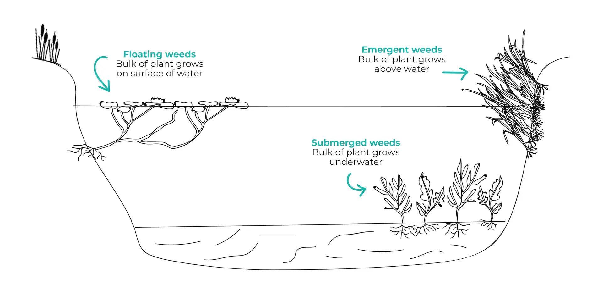 different-types-of-aquatic-weeds-emergent-floating-submerged