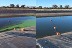 Load image into Gallery viewer, Blue-Green Algae Test Kit
