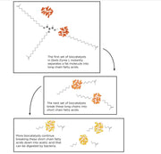 Qwik-Zyme L—Grease Degrader (20L)
